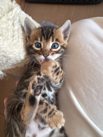 Stunning TICA registered Bengals