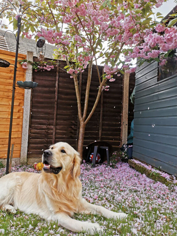 Golden Retriever for Stud