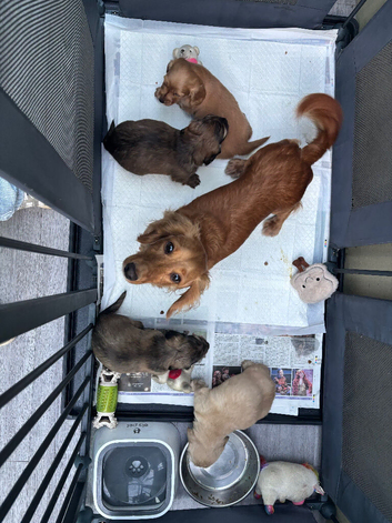 KC Cream mini dachshunds