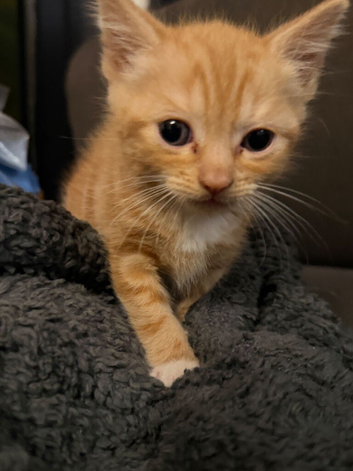 5 loving/social kittens available