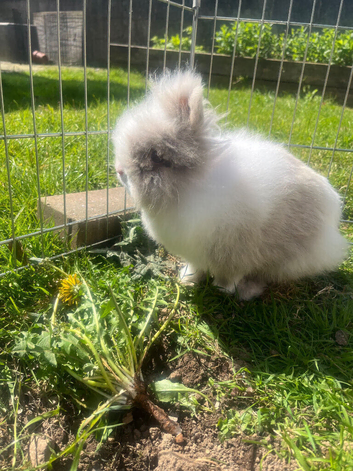 Beautiful grey/white blue eyed friendly fluffy male rabbit