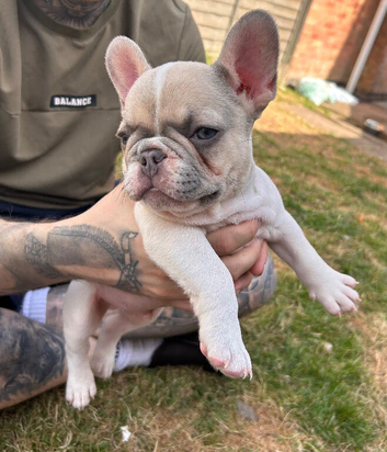 French bull dog puppies