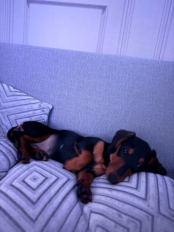 puppy