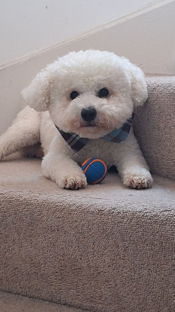 KC Registered bichon frise, new for stud