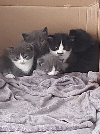 Beautiful fluffy kittens