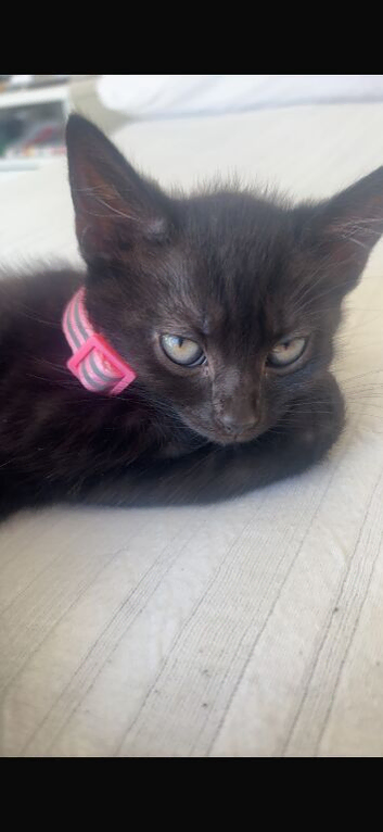 black kitten for sale