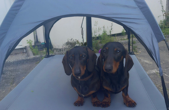 Brother and sister available