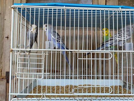 12 baby budgies