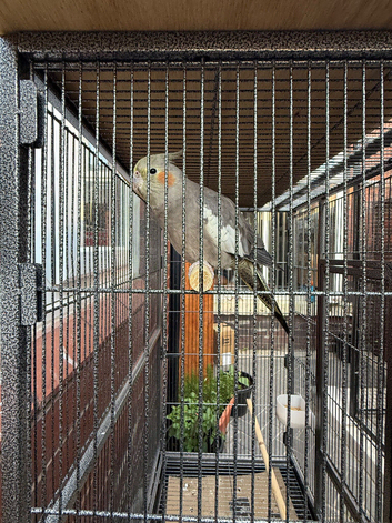 Female Cockatiel for sale