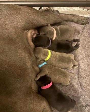 Home Raised Blue Staffordshire Bull Terrier Puppies