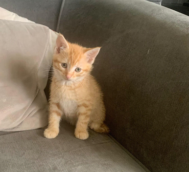 Kittens for sale beautiful and healthy