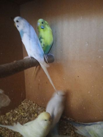 5 budgies