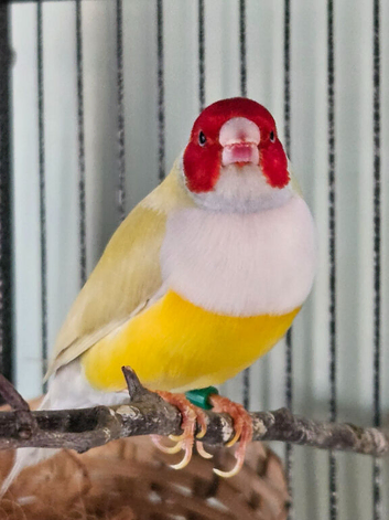 Gouldians available