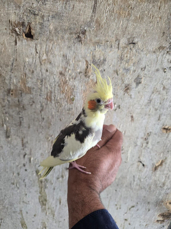 Semi Tamed x4 Cockatiels for sale