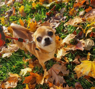 Beautiful Chihuahua Stud