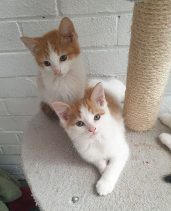 Lovely kittens