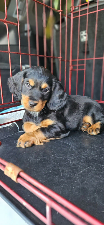 Black and Tan Cocker Spaniel