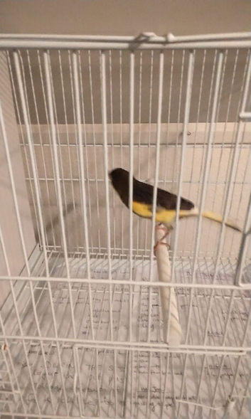 Canaries