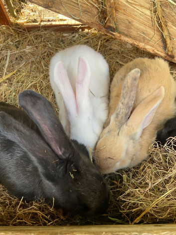 Continental giant rabbit babies