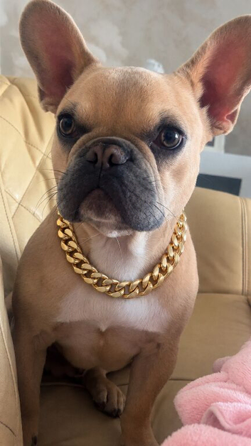 French bulldog