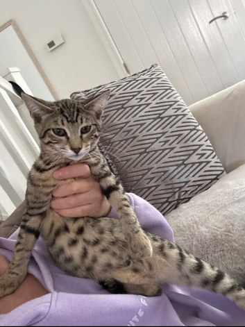 Savannah kitten