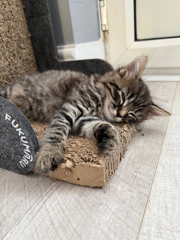 3 tabby kittens ready for a home