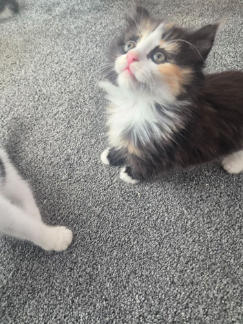 Beautiful playful kittens