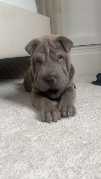 Sharpei blue male