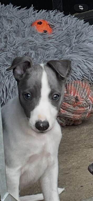 Whippet Puppies For Sale