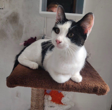 Female kittens