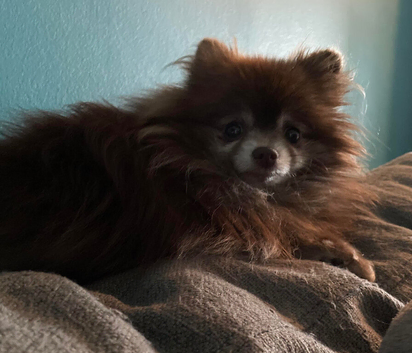 Home Raised Pomeranian Looking a Caring Home