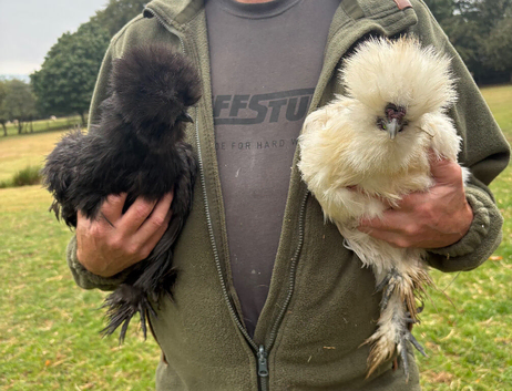 Pair of beautiful bearded silkies for sale