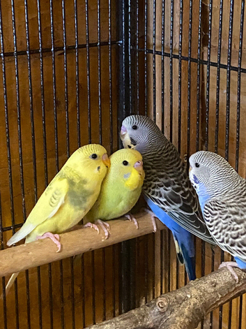 Baby budgies