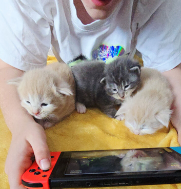 4 stunning mainecoon babies