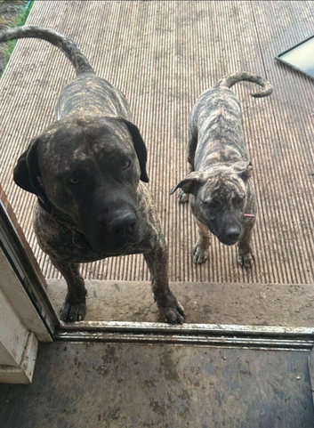 Presa canario pups ready to leave