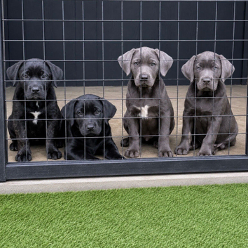Cane Corso puppies available