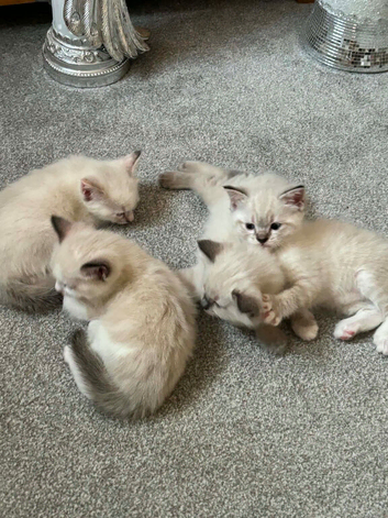 Beautiful ragdoll kittens