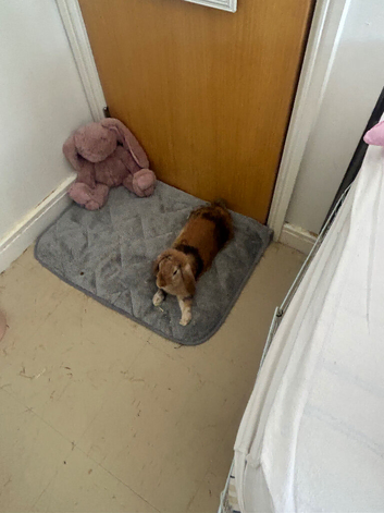 mini lop 1yr old female