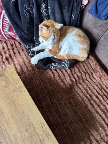 Ginger Male 9 moths old