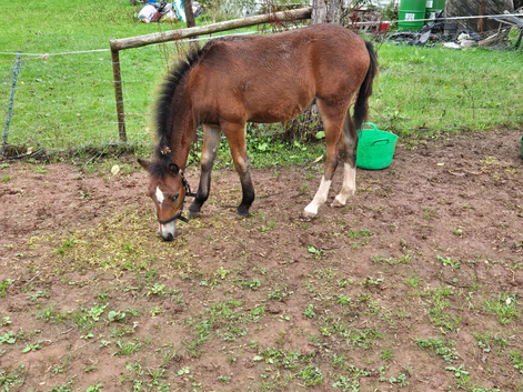 Welsh part bred colt foal
