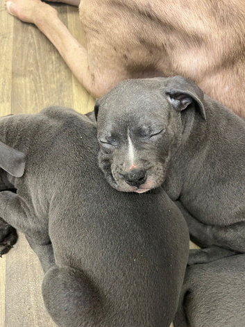12 week old blue American bully