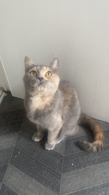 Tortie girl