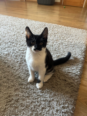 Beautiful kitten boy