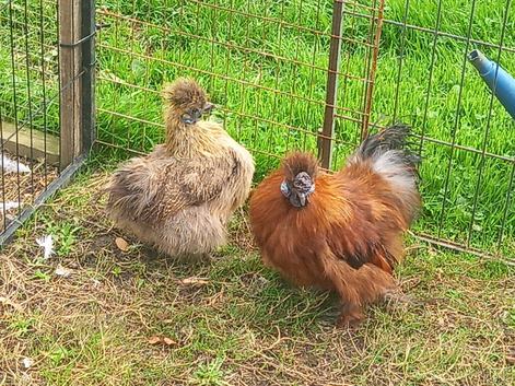 Pair miniature silkies