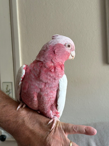 Lutino Galah cockatoo female