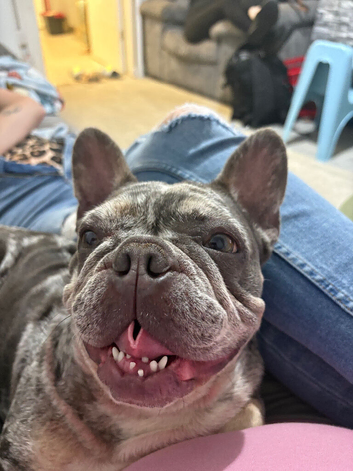 French bulldog