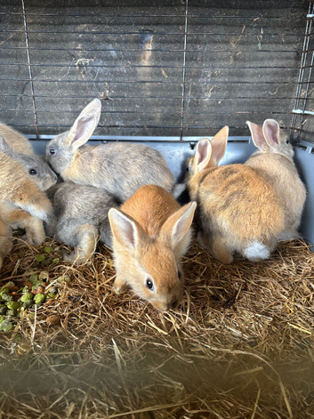 Mini lop cross Rex