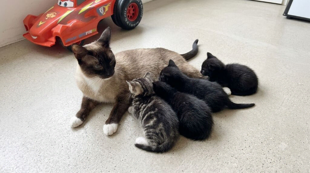 Kittens for Sale &ndash; Mixed Siamese x British Longhair