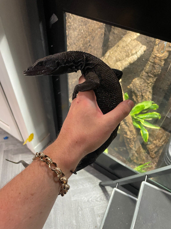 Male Varanus Beccarii (Black Tree Monitor), 3 years old