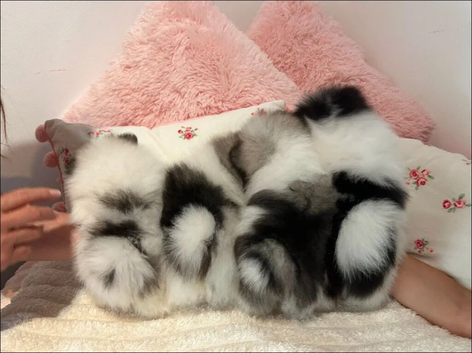 Pomeranian Puppies